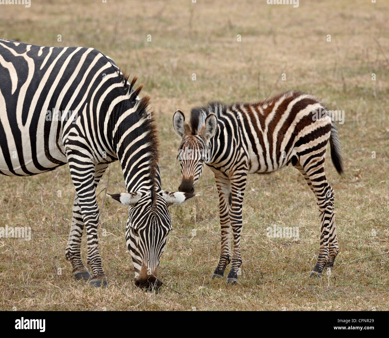Gemeinsame (Burchell Zebra) Zebra (Equus Burchelli) Stute und Fohlen, Ngorongoro Crater, Afrika, Tansania, Ostafrika Stockfoto