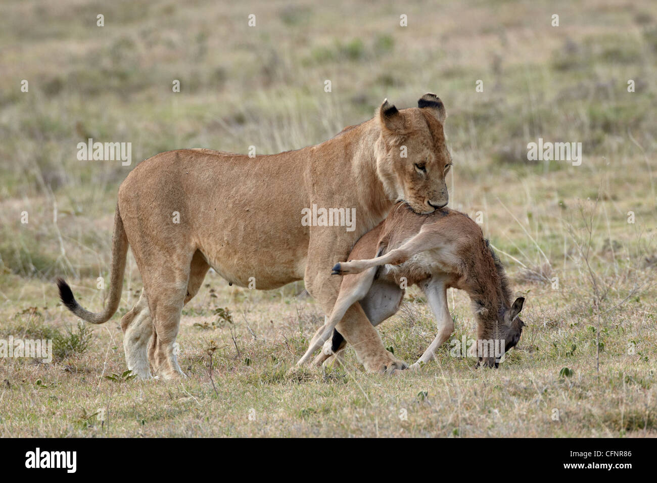 Löwin (Panthera Leo), Tansania, Ostafrika, Afrika Stockfoto