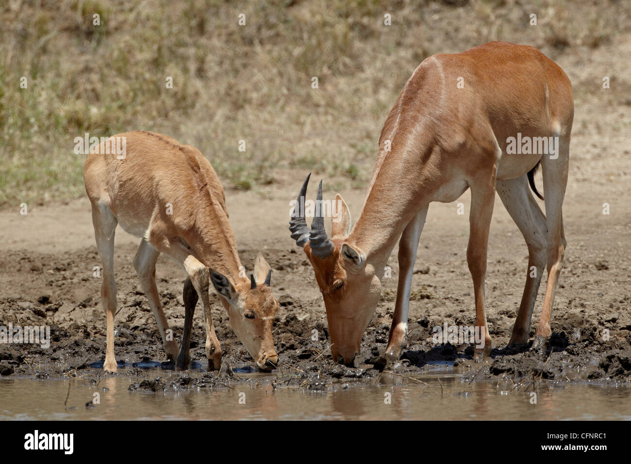 Erwachsene und junge Coke Kuhantilope (Alcelaphus Buselaphus Cokii), Tansania, Ostafrika, Afrika Stockfoto