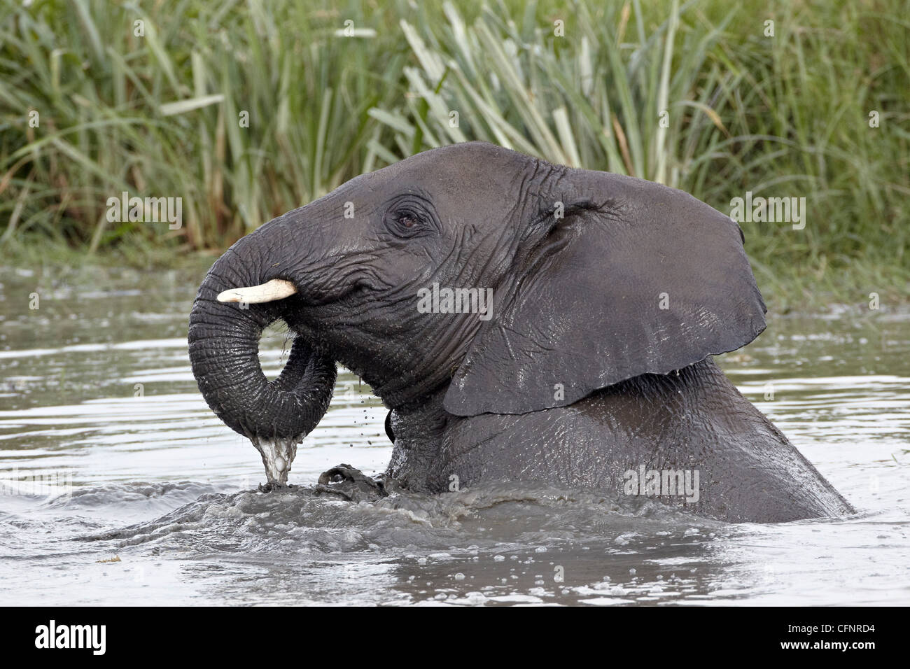 Junge afrikanische Elefant (Loxodonta Africana), Tansania, Ostafrika, Afrika Stockfoto