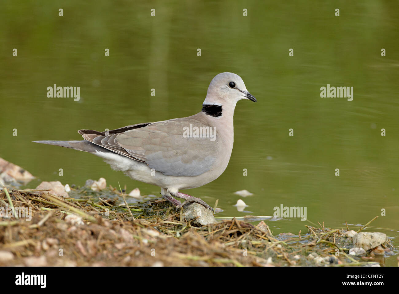 Ring-necked Taube (Kap Turteltaube), Tansania, Ostafrika, Afrika Stockfoto