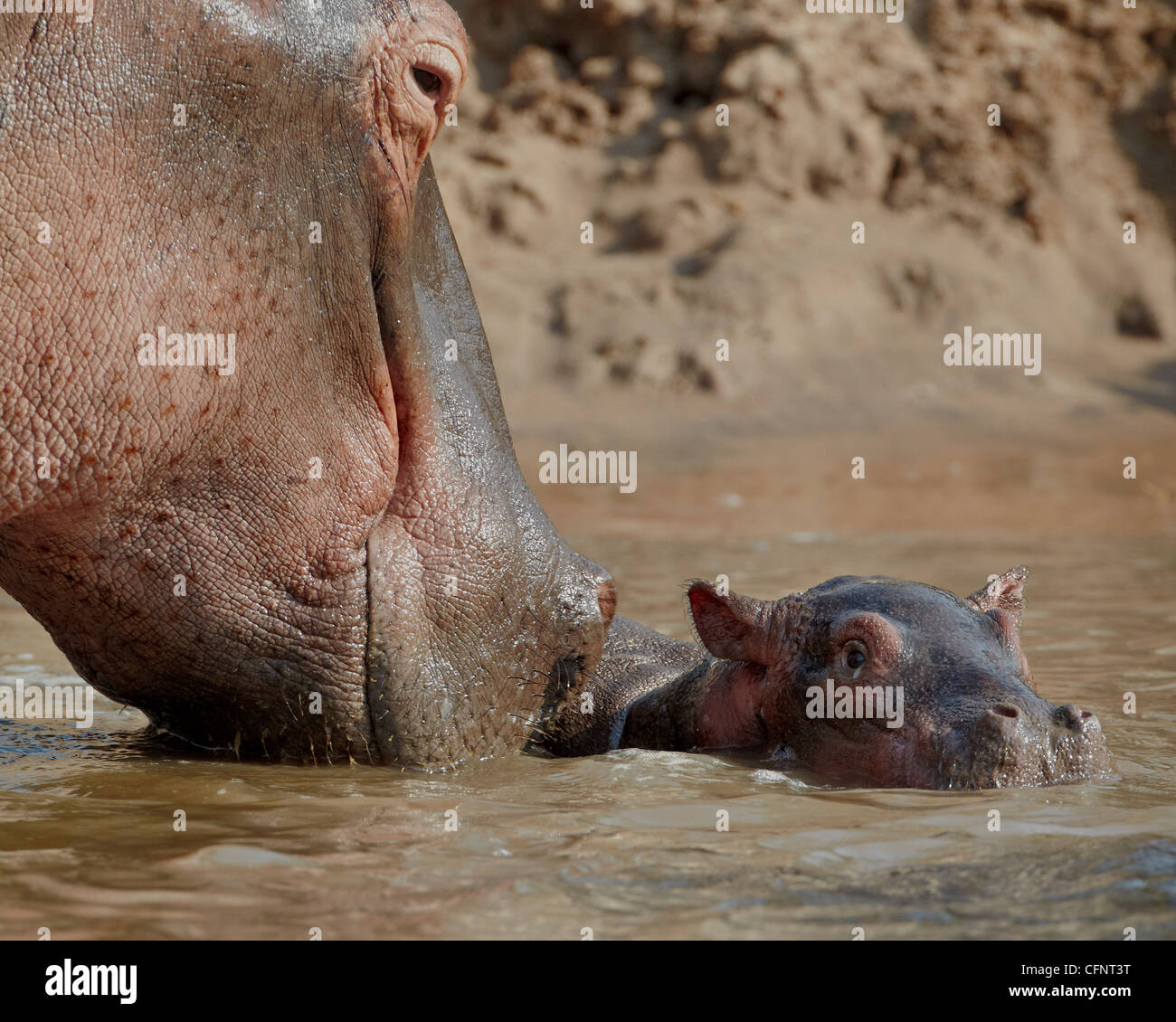 Flusspferd (Hippopotamus Amphibius) Erwachsene und Baby, Serengeti Nationalpark, Tansania, Ostafrika, Afrika Stockfoto