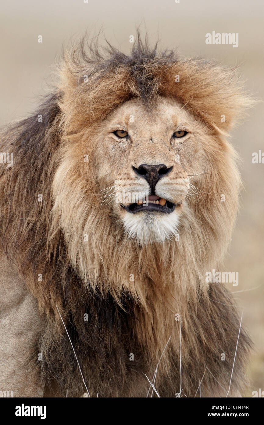 Löwe (Panthera Leo), Serengeti Nationalpark, Tansania, Ostafrika, Afrika Stockfoto