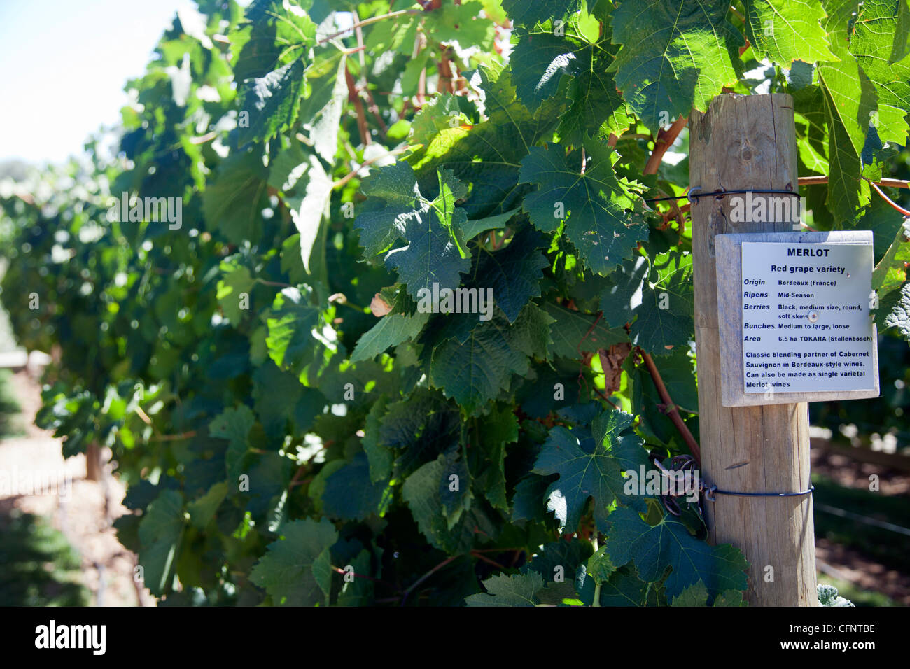 Merlot Rotweinsorte Reben im Tokara Wine Estate in Stellenbosch - Kapstadt Stockfoto