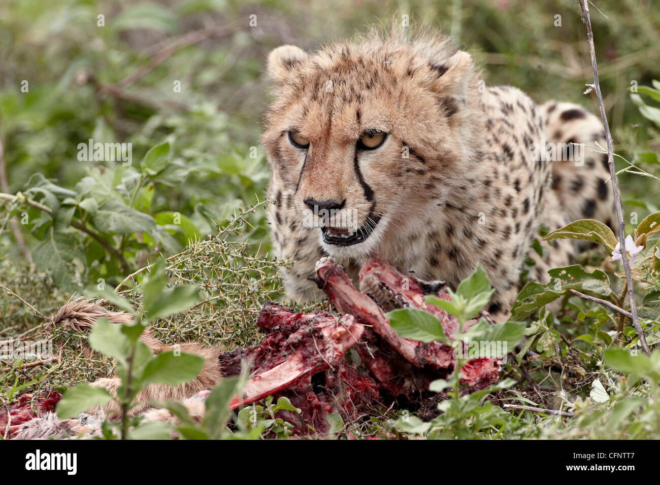 Gepard (Acinonyx Jubatus) Cub auf ein töten, Serengeti Nationalpark, Tansania, Ostafrika, Afrika Stockfoto