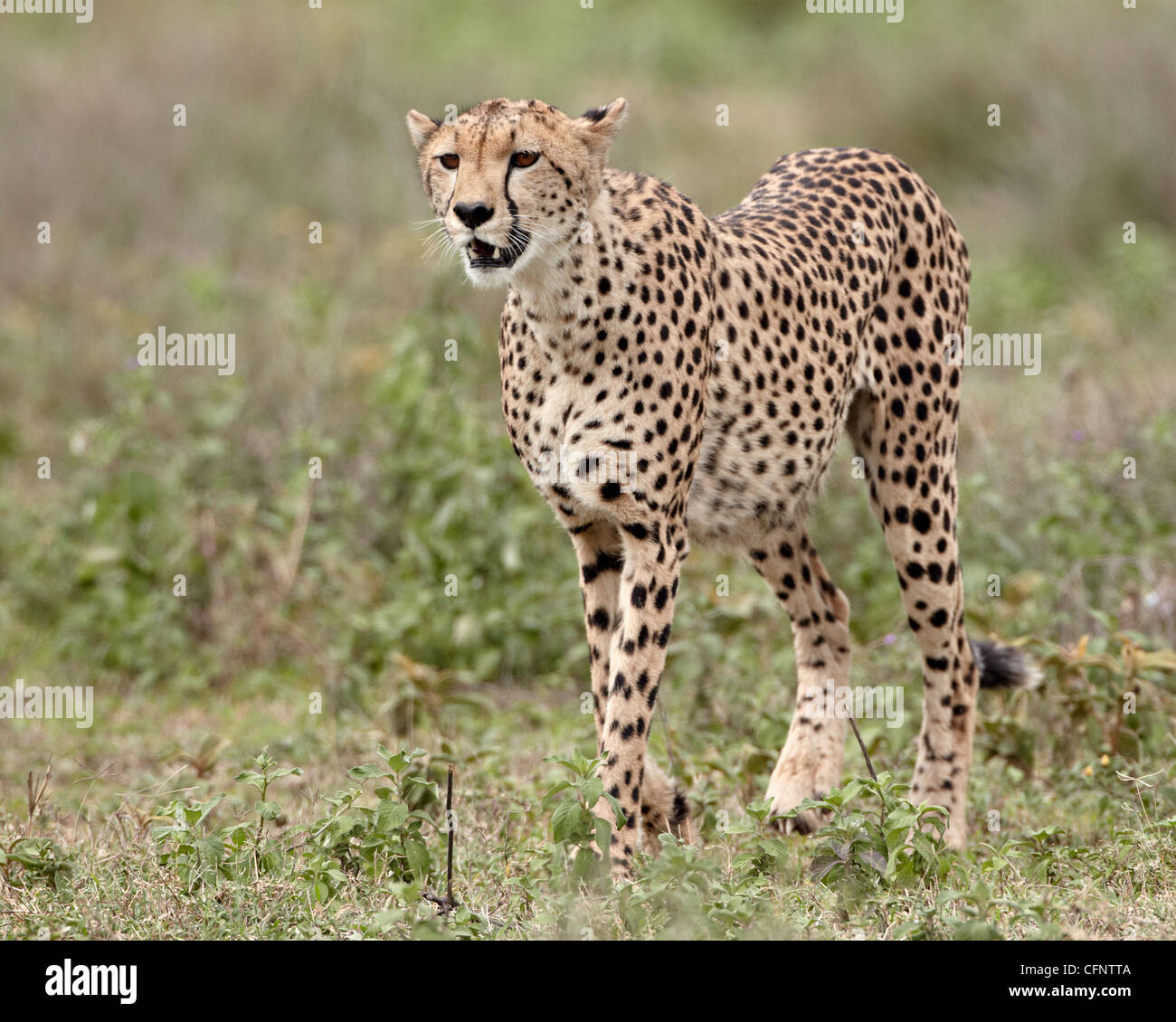 Gepard (Acinonyx Jubatus), Serengeti Nationalpark, Tansania, Ostafrika, Afrika Stockfoto