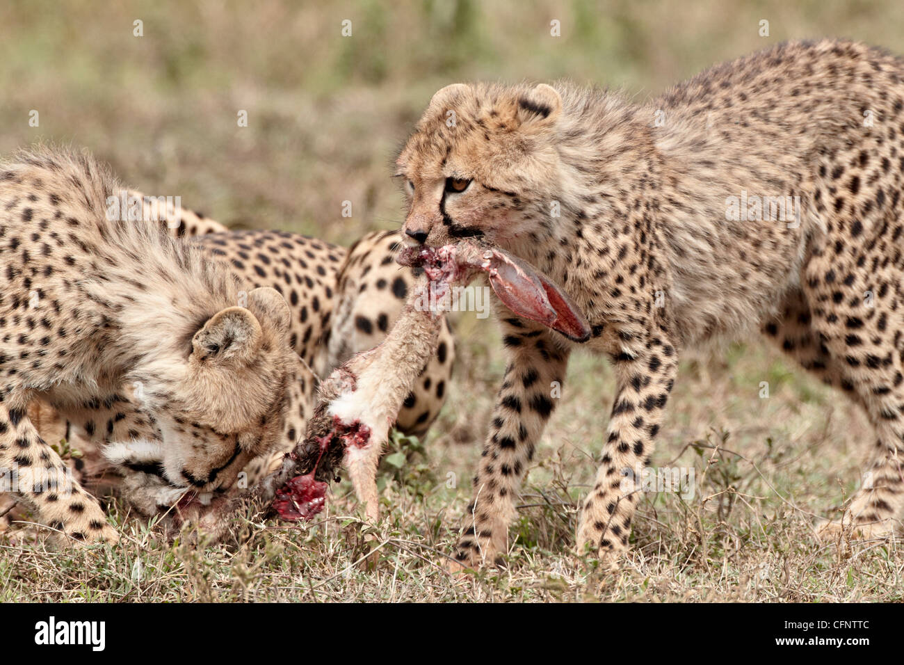 Zwei Geparden (Acinonyx Jubatus) jungen auf eine afrikanische Hasen zu töten, Serengeti Nationalpark, Tansania, Ostafrika, Afrika Stockfoto