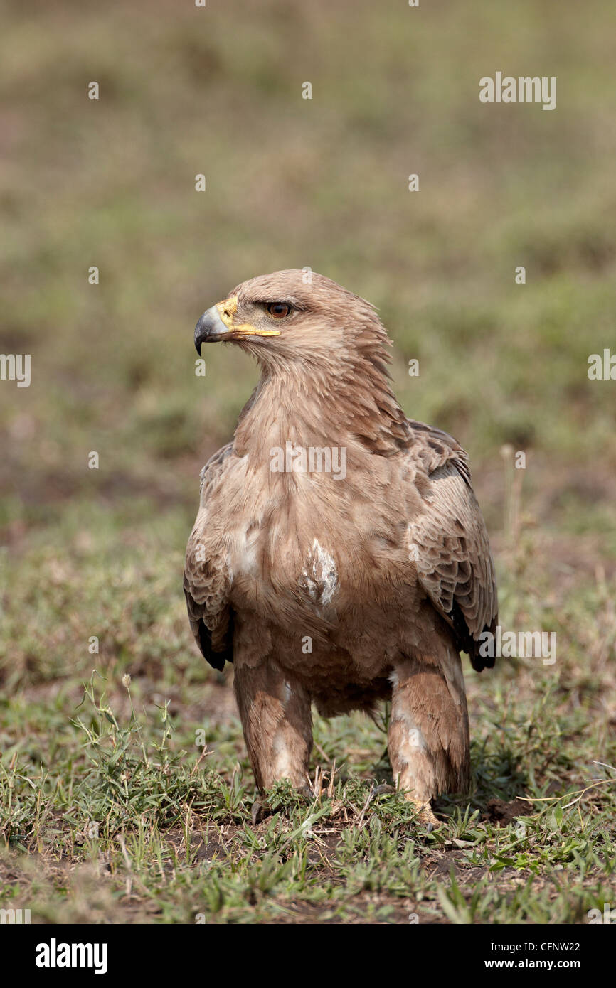 Tawny Adler (Aquila Rapax), Serengeti Nationalpark, Tansania, Ostafrika, Afrika Stockfoto