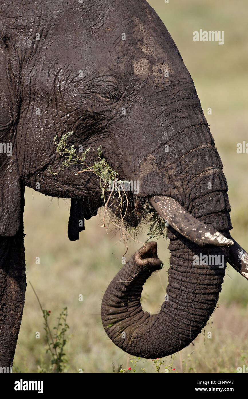 Afrikanischer Elefant (Loxodonta Africana) Essen, Serengeti Nationalpark, Tansania, Ostafrika, Afrika Stockfoto