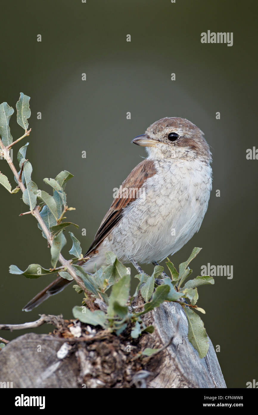 Weibliche Neuntöter (Lanius Collurio), Krüger Nationalpark, Südafrika, Afrika Stockfoto