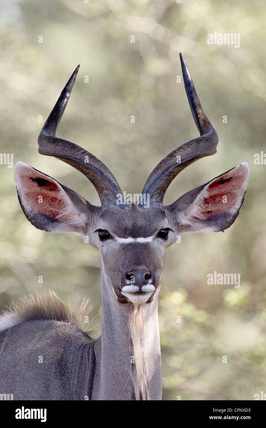 Junge große Kudu (Tragelaphus Strepsiceros) Bock, Krüger Nationalpark, Südafrika, Afrika Stockfoto