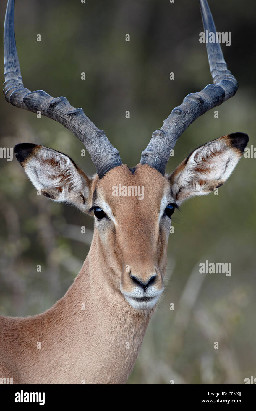 Impala (Aepyceros Melampus) Bock, Krüger Nationalpark, Südafrika, Afrika Stockfoto