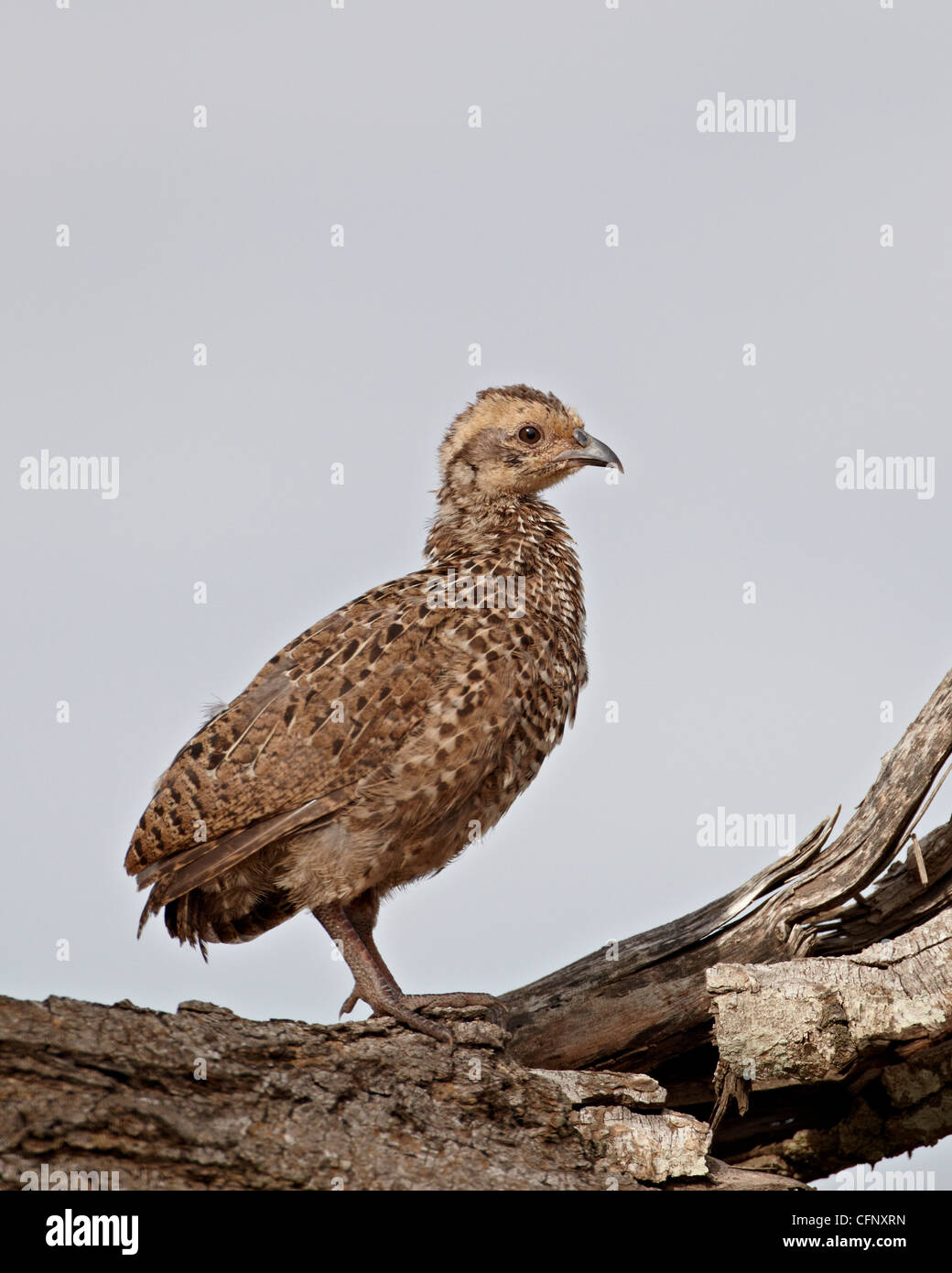 Die Swainson Francolin (Swainson Spurfowl) (Pternistes Swainsonii) Küken, Krüger Nationalpark, Südafrika, Afrika Stockfoto