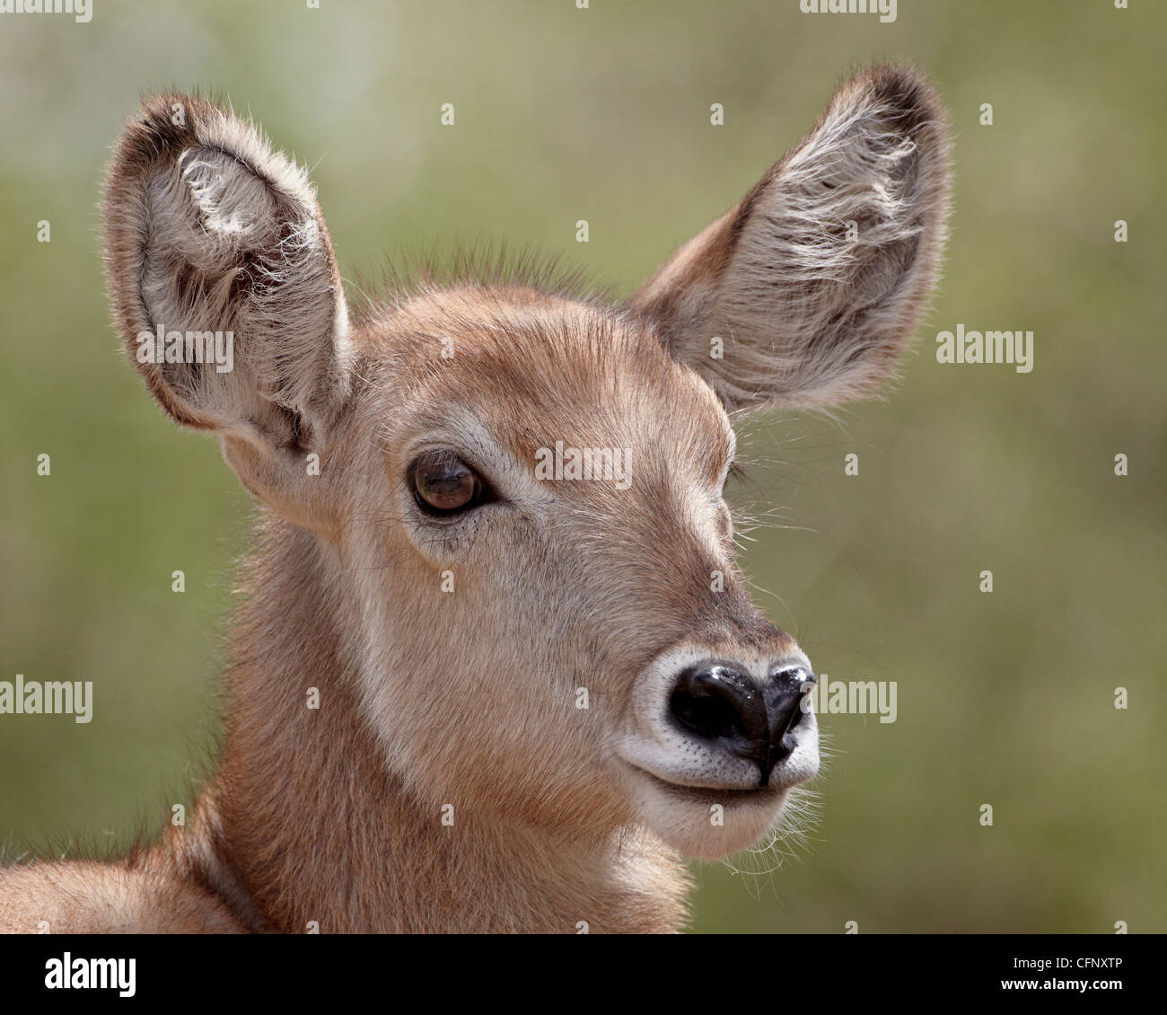 Jungen gemeinsamen Wasserbock (Ellipsen Wasserbock) (Kobus Ellipsiprymnus Ellipsiprymnus), Krüger Nationalpark, Südafrika, Afrika Stockfoto