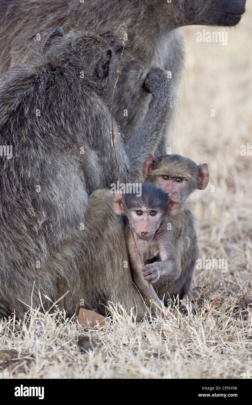 Zwei Kleinkinder Chacma Paviane (Papio Ursinus), Krüger Nationalpark, Südafrika, Afrika Stockfoto