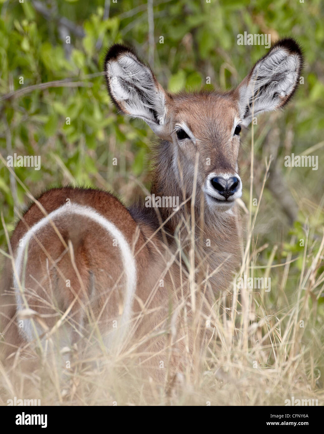 Jungen gemeinsamen Wasserbock (Ellipsen Wasserbock) (Kobus Ellipsiprymnus Ellipsiprymnus), Krüger Nationalpark, Südafrika, Afrika Stockfoto