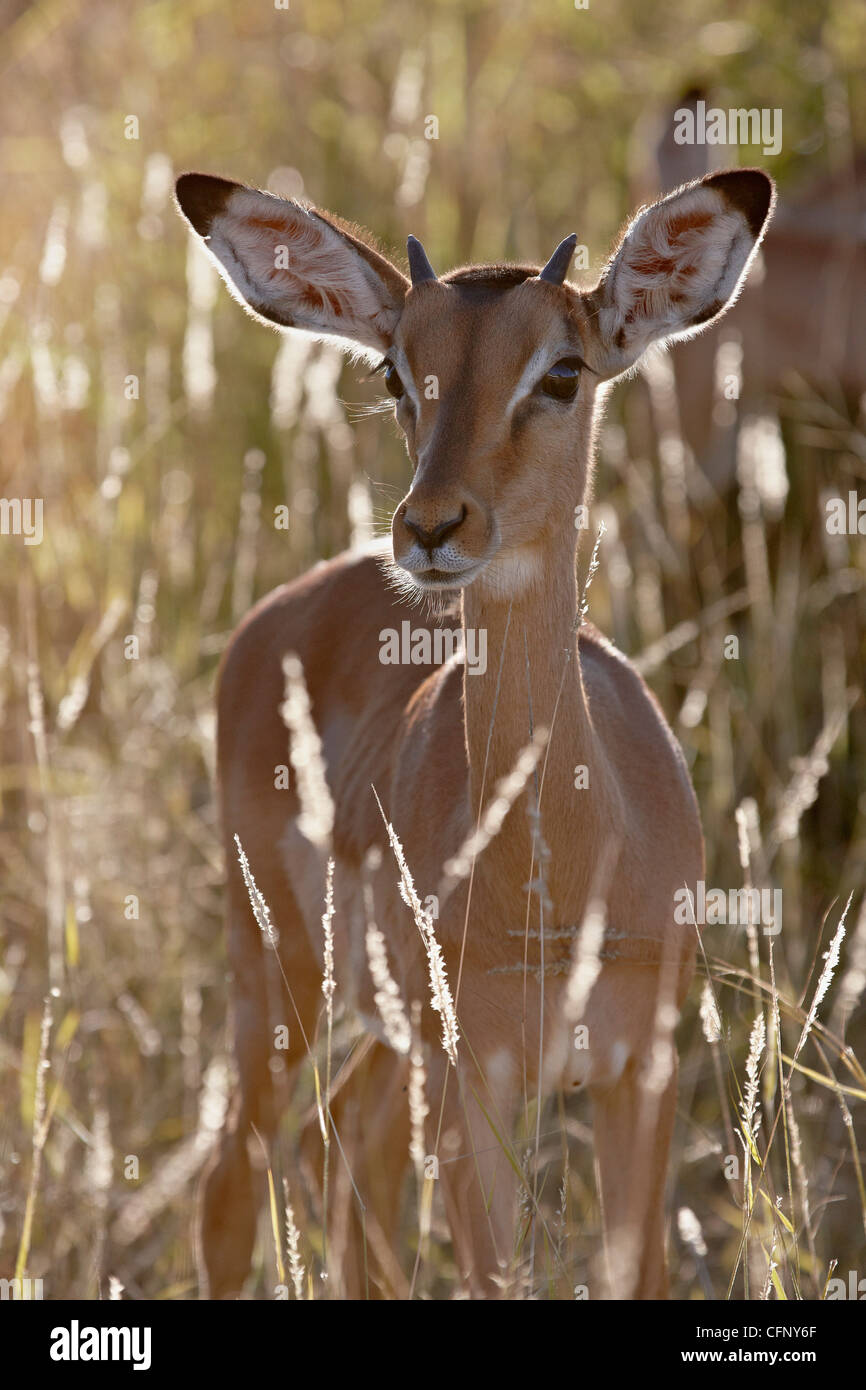 Junge Impala (Aepyceros Melampus) Bock, Krüger Nationalpark, Südafrika, Afrika Stockfoto