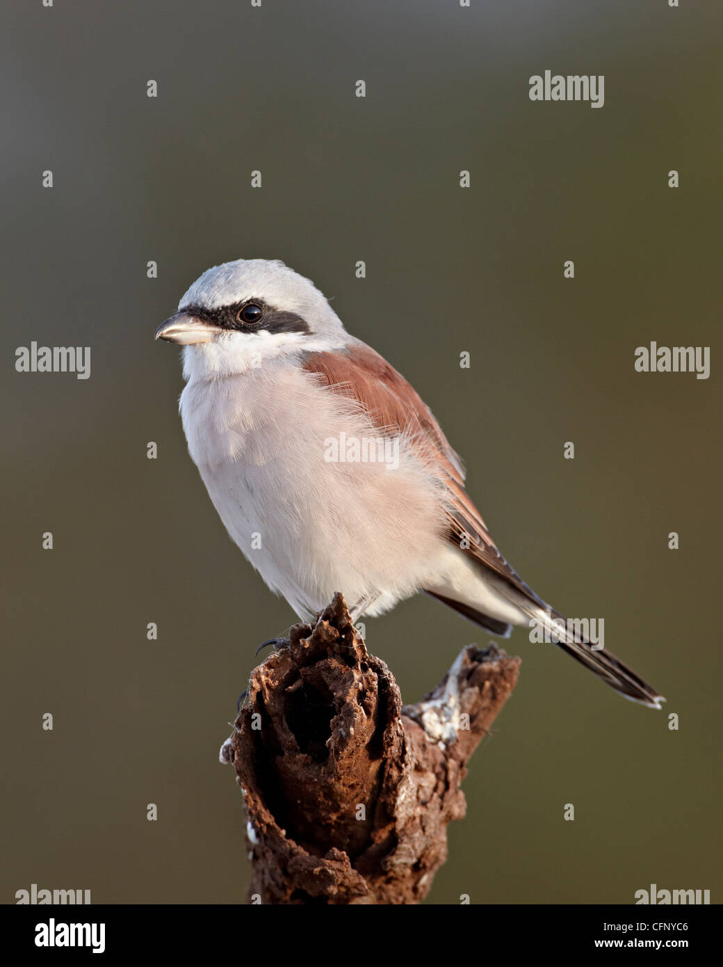 Männlichen Neuntöter (Lanius Collurio), Krüger Nationalpark, Südafrika, Afrika Stockfoto