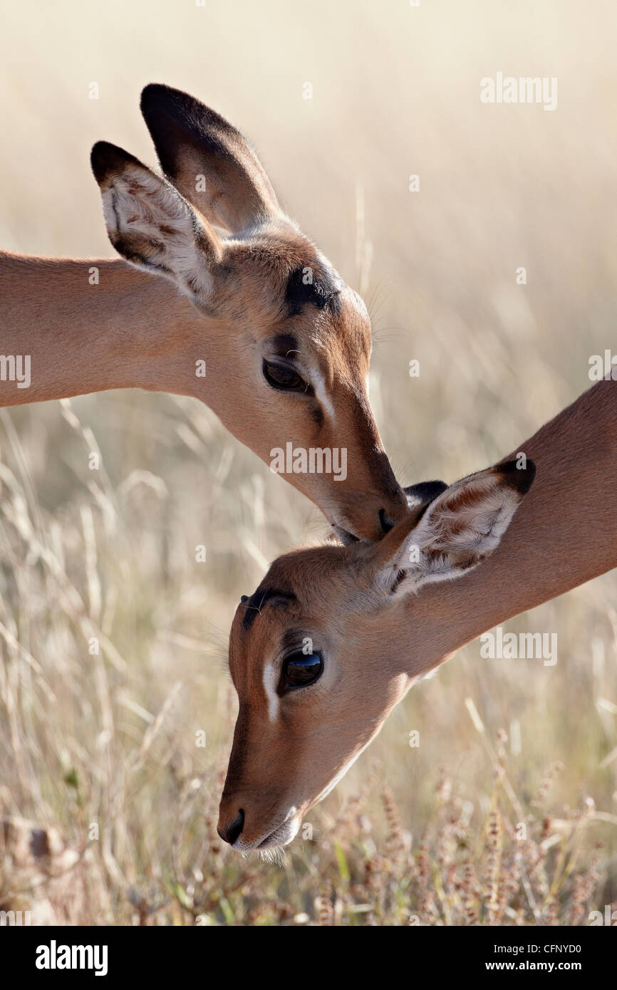 Zwei junge Impala (Aepyceros Melampus) Pflege, Krüger Nationalpark, Südafrika, Afrika Stockfoto