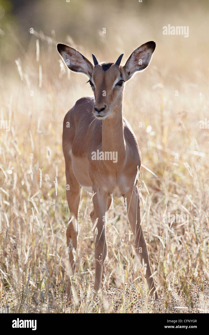 Junge Impala (Aepyceros Melampus) Bock, Krüger Nationalpark, Südafrika, Afrika Stockfoto