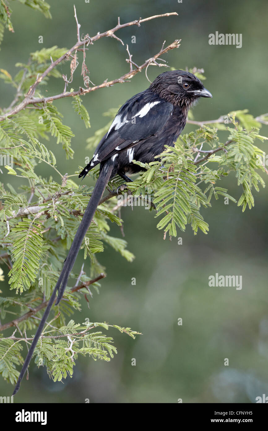 Long-tailed Würger (Elster Shrike) (Corvinella Melanoleuca), Krüger Nationalpark, Südafrika, Afrika Stockfoto