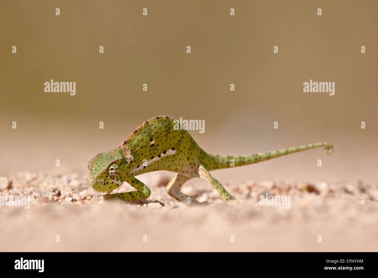 Klappe-necked Chamäleon (Chamaeleo Dilepis), Krüger Nationalpark, Südafrika, Afrika Stockfoto