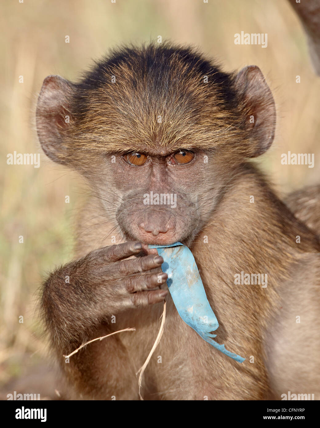 Young Chacma Pavian (Papio Ursinus) kauen auf ein Stück Plastik, Krüger Nationalpark, Südafrika, Afrika Stockfoto