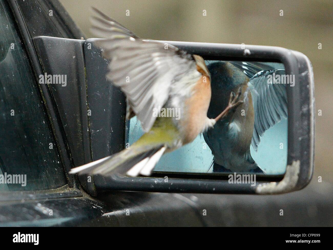 Dummer Vogel! Ein Buchfink pickt entfernt an seine Spiegelung im Fenster  und Flügel Autospiegel. England - Februar 2011 Stockfotografie - Alamy