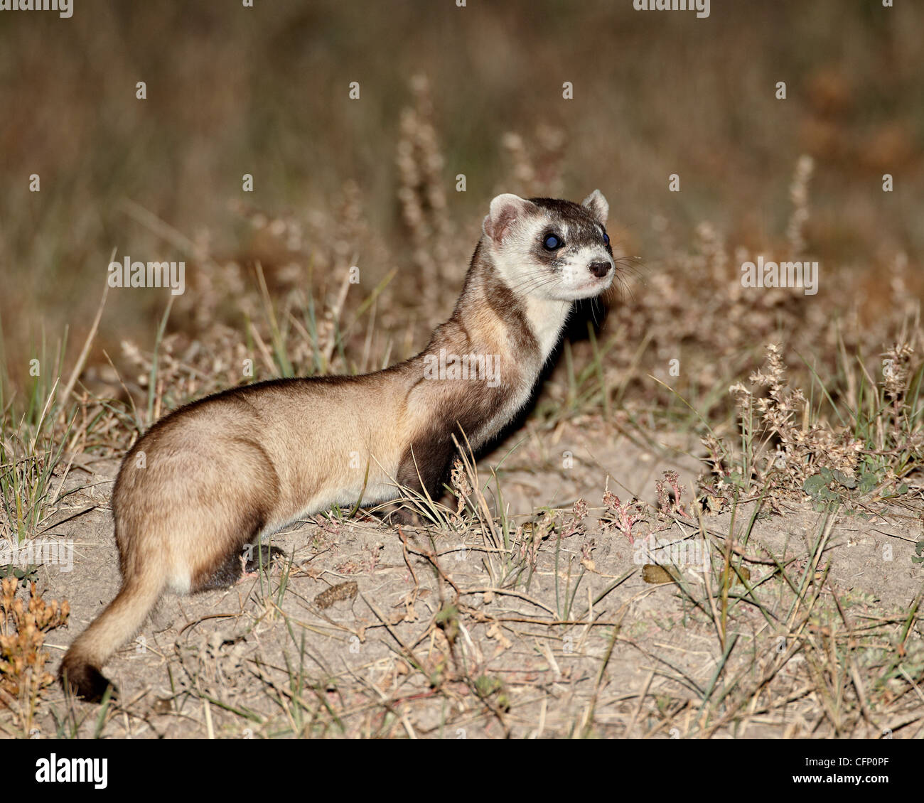 Schwarz – Footed Ferret (American Polecat), Conata Becken, South Dakota, Vereinigte Staaten von Amerika, Nordamerika Stockfoto
