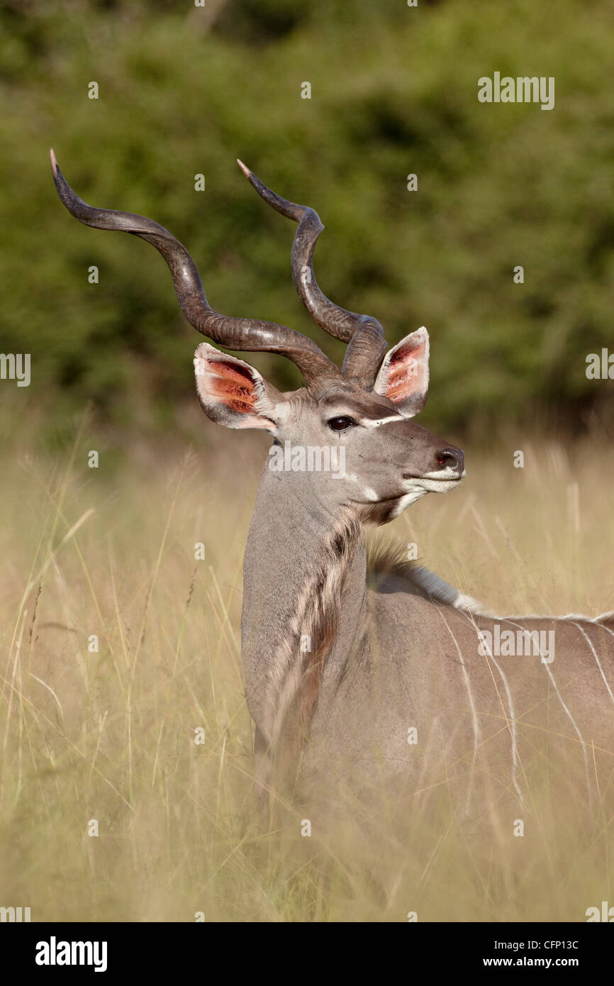 Große Kudu (Tragelaphus Strepsiceros) Bock, Krüger Nationalpark, Südafrika, Afrika Stockfoto
