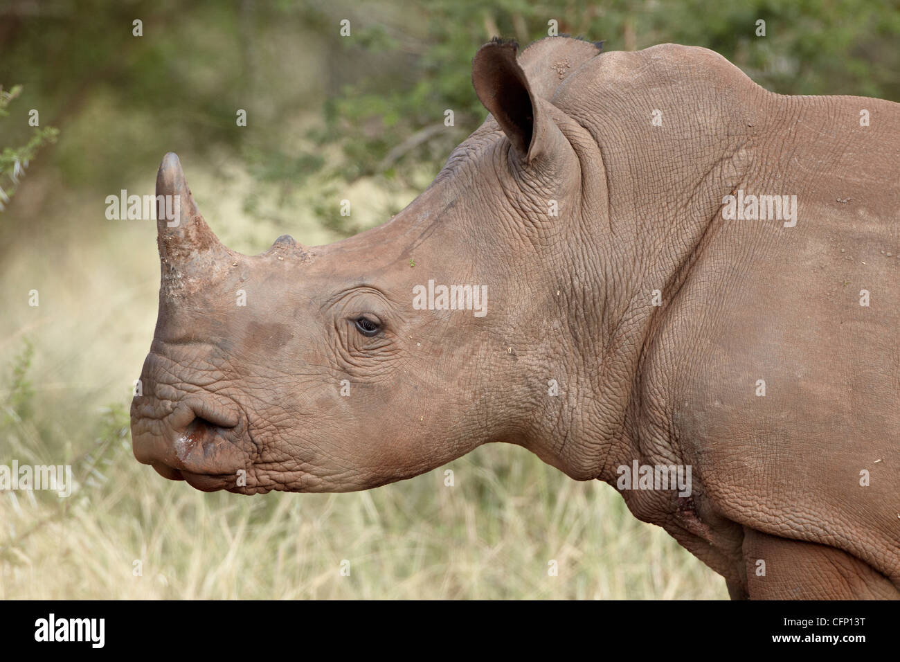 Junge weiße Rhinoceros (Ceratotherium Simum), Krüger Nationalpark, Südafrika, Afrika Stockfoto