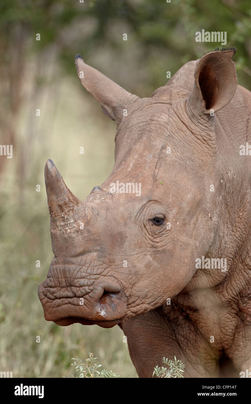 Junge weiße Rhinoceros (Ceratotherium Simum), Krüger Nationalpark, Südafrika, Afrika Stockfoto