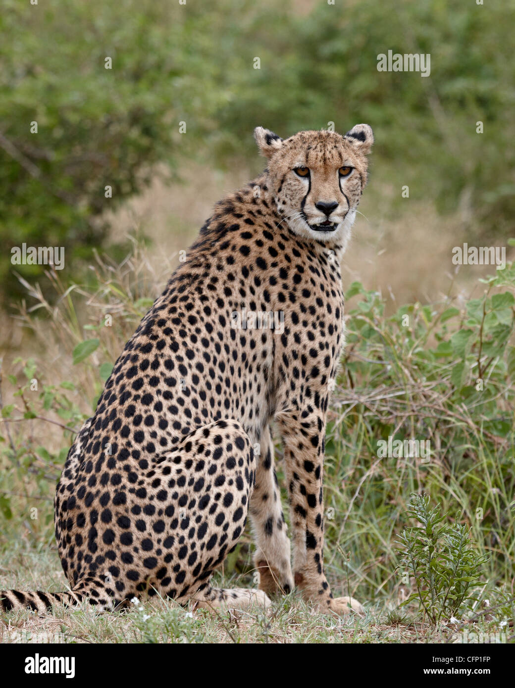 Gepard (Acinonyx Jubatus), Krüger Nationalpark, Südafrika, Afrika Stockfoto