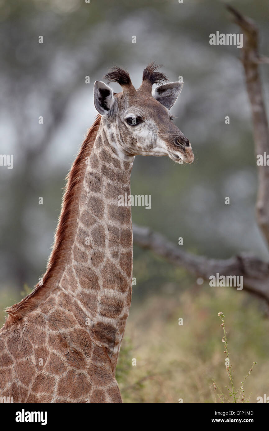 Young-Cape Giraffe (Giraffa Giraffe Giraffa), Krüger Nationalpark, Südafrika, Afrika Stockfoto