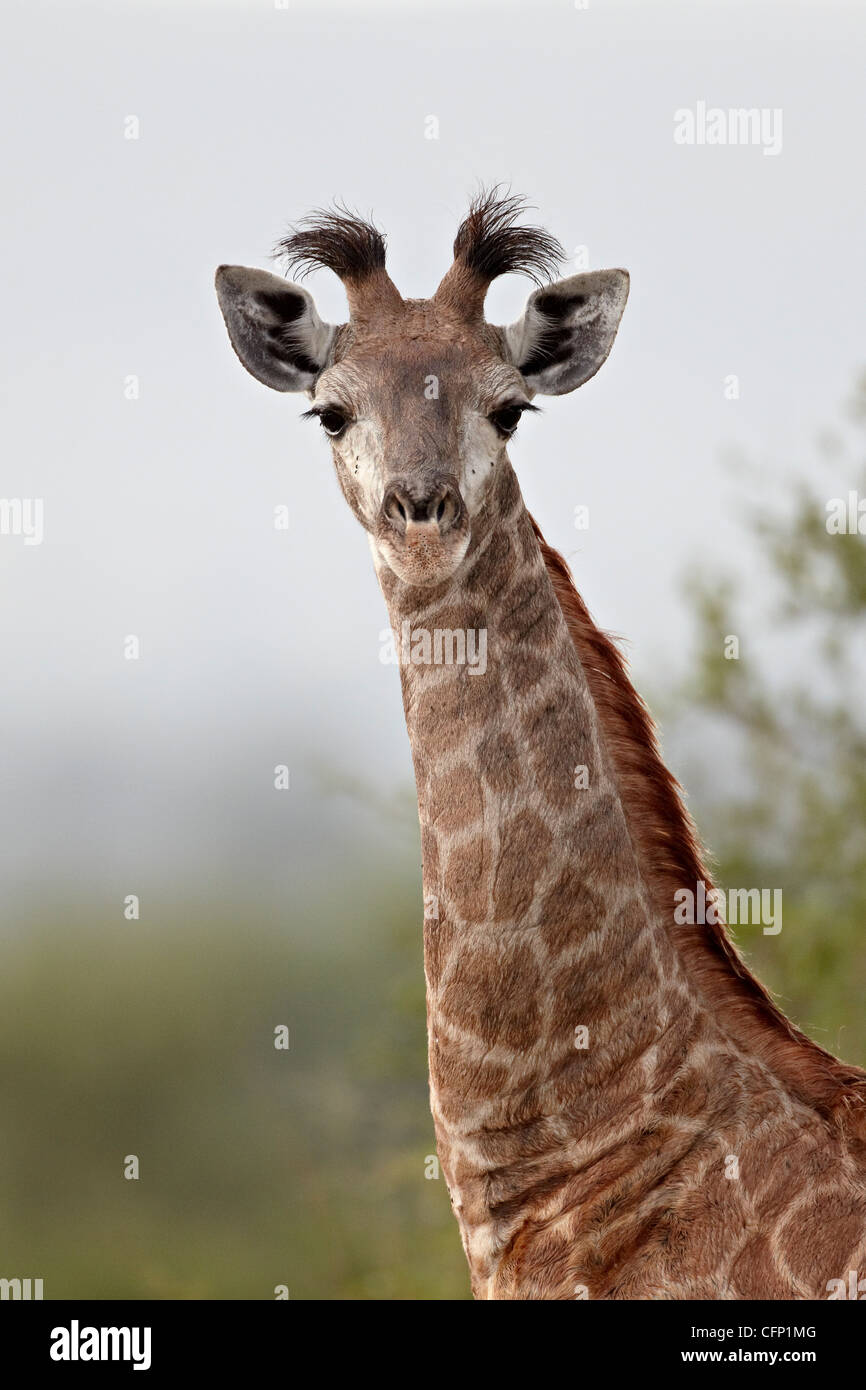 Young-Cape Giraffe (Giraffa Giraffe Giraffa), Krüger Nationalpark, Südafrika, Afrika Stockfoto
