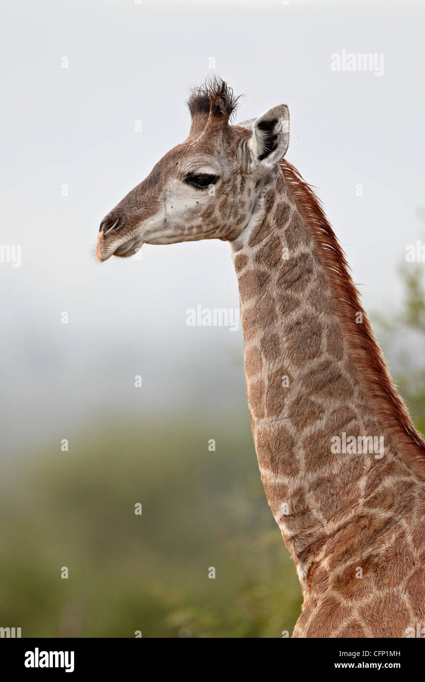 Young-Cape Giraffe (Giraffa Giraffe Giraffa), Krüger Nationalpark, Südafrika, Afrika Stockfoto