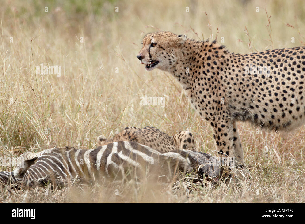 Zwei Geparden (Acinonyx Jubatus) an ein Zebra töten, Krüger Nationalpark, Südafrika, Afrika Stockfoto