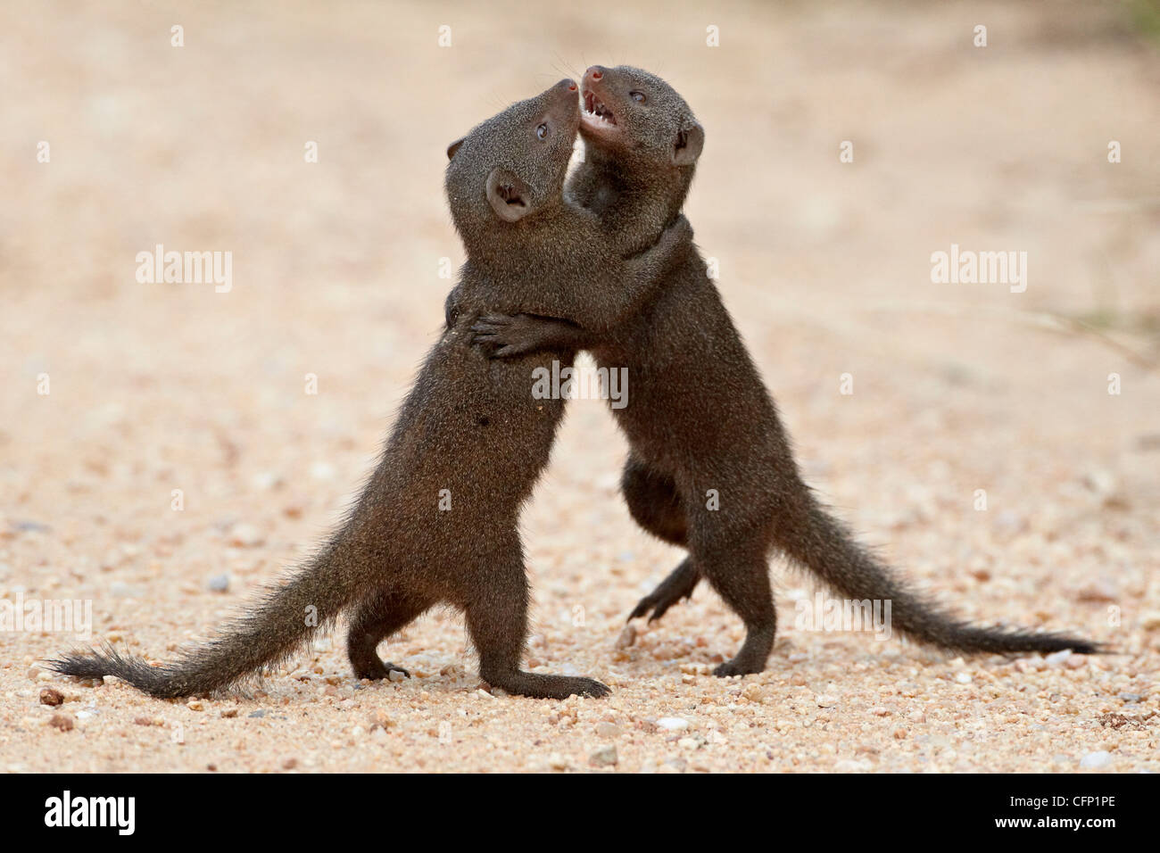 Zwei Zwerg Mungo (Helogale Parvula) sparring, Krüger Nationalpark, Südafrika, Afrika Stockfoto