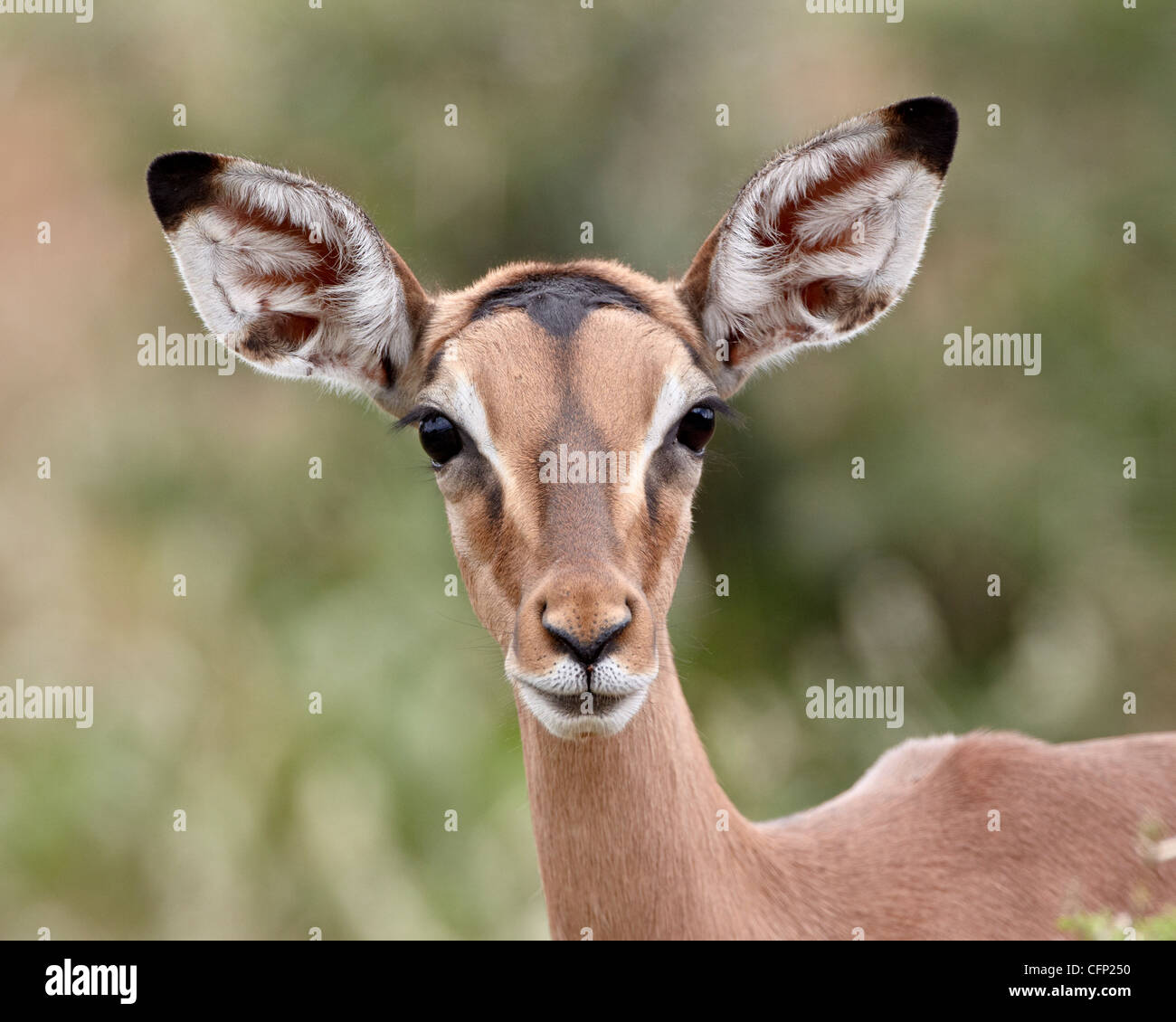 Junge Impala (Aepyceros Melampus), Imfolozi Game Reserve, Südafrika, Afrika Stockfoto
