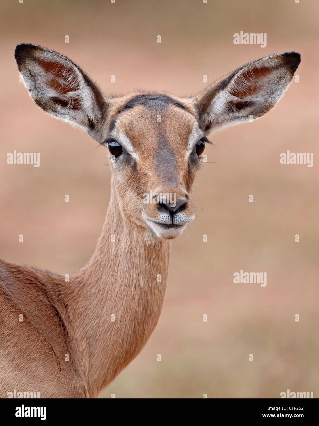 Junge Impala (Aepyceros Melampus), Imfolozi Game Reserve, Südafrika, Afrika Stockfoto