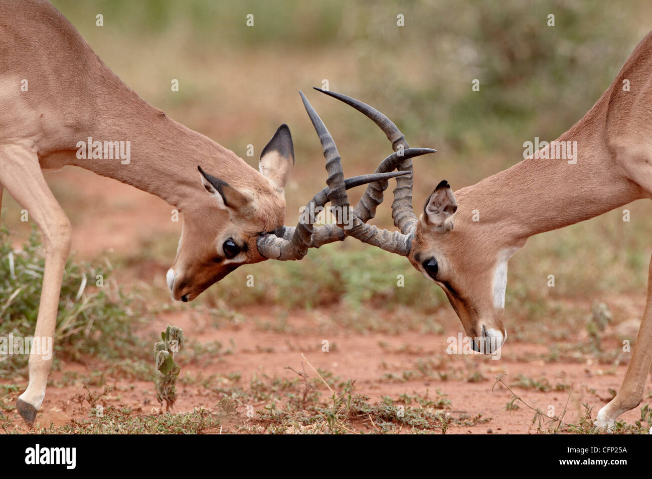 Zwei Impala (Aepyceros Melampus) Böcke sparring, Imfolozi Game Reserve, Südafrika, Afrika Stockfoto