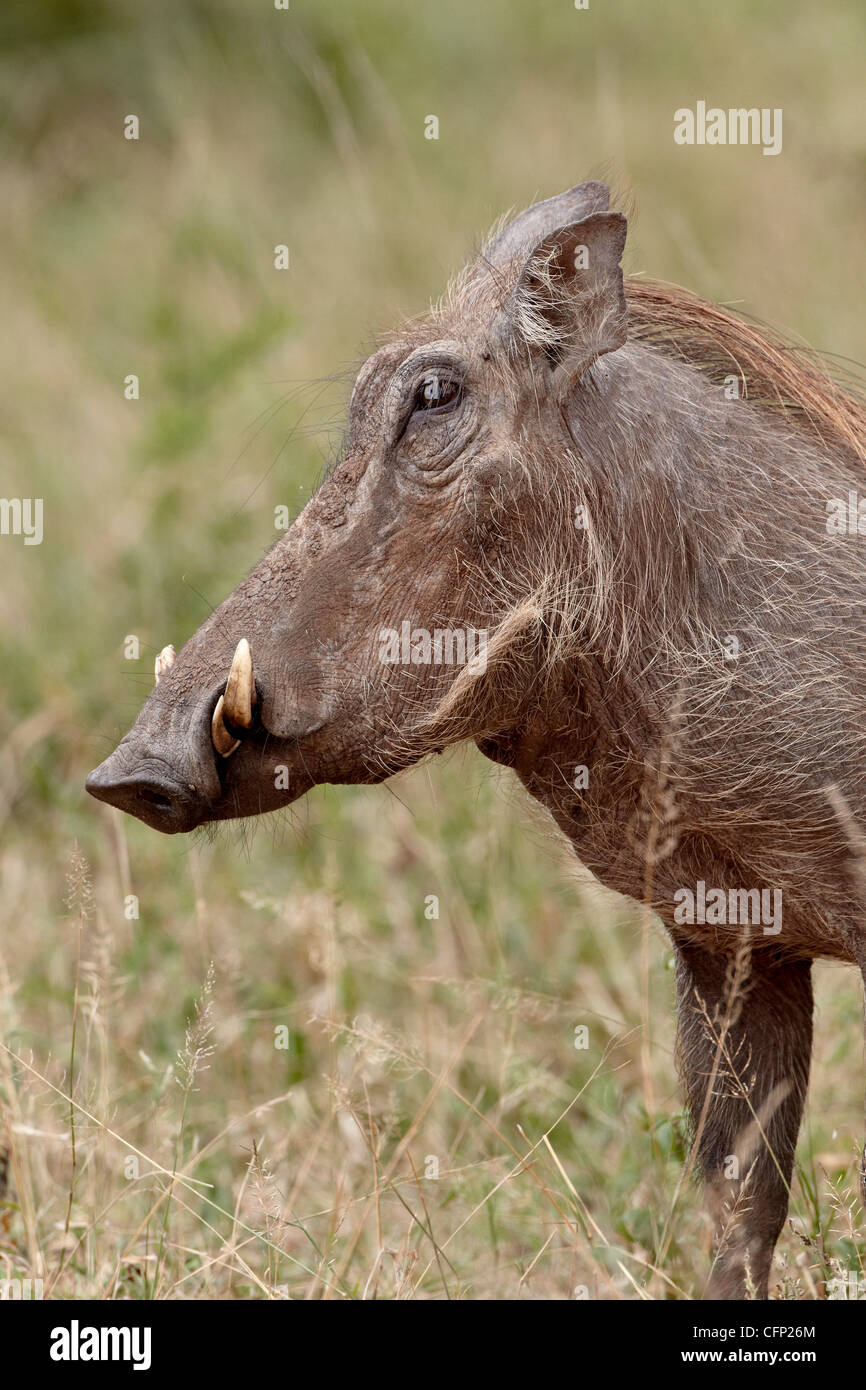 Warzenschwein profil -Fotos und -Bildmaterial in hoher Auflösung – Alamy
