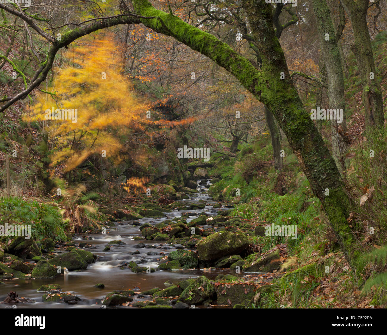 windige Golden Tree, Gradbach, Kakerlaken, Peak District National Park, England, UK Stockfoto
