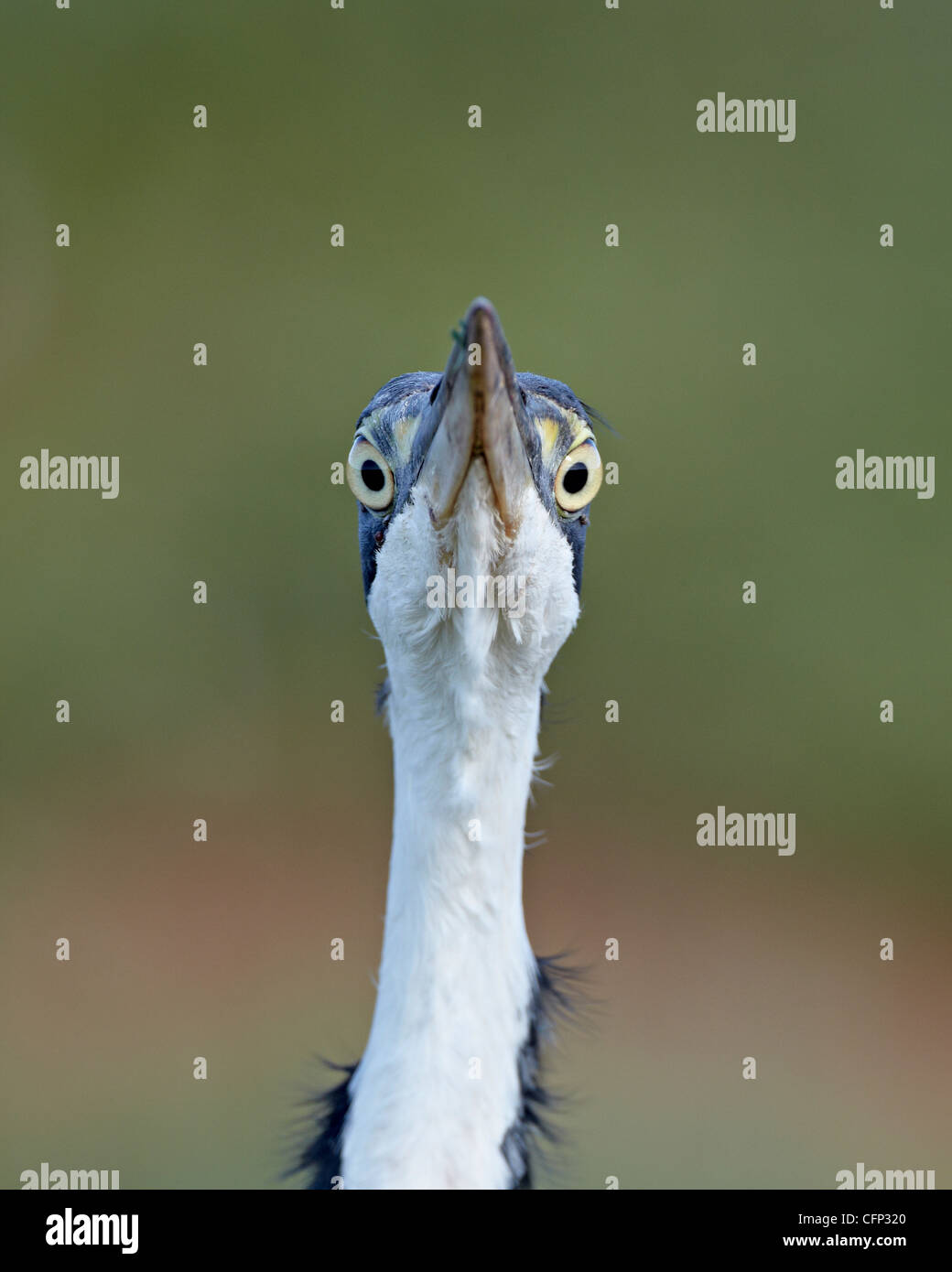 Black-headed Reiher (Ardea Melanocephala), Addo Elephant National Park, Südafrika, Afrika Stockfoto