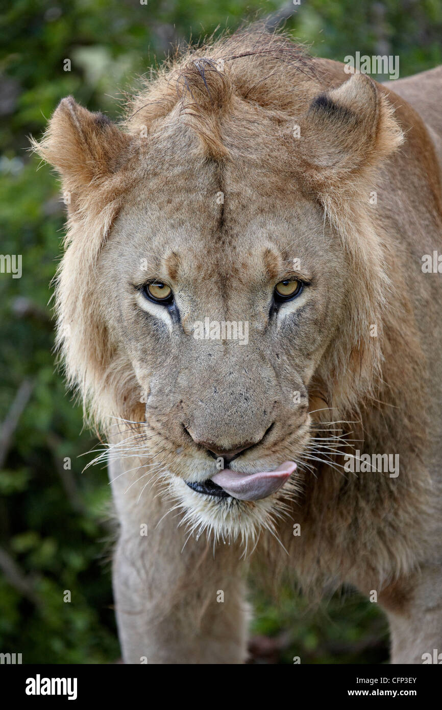 Löwe (Panthera Leo), Addo Elephant National Park, Südafrika, Afrika Stockfoto