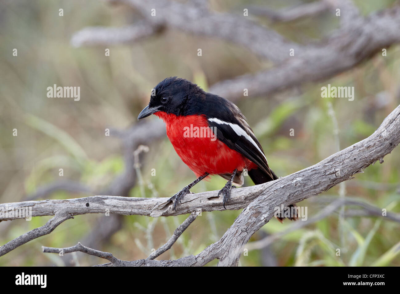 Crimson-breasted Boubou (Crimson breasted Shrike), Kalahari Gemsbok National Park, Südafrika, Afrika Stockfoto