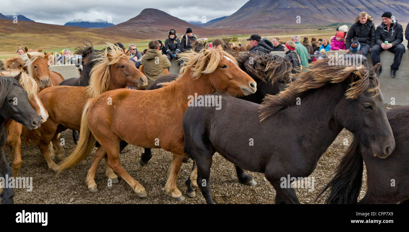 Jährliche Pferd Round Up-Laufskalarett, Skagafjördur, Island Stockfoto