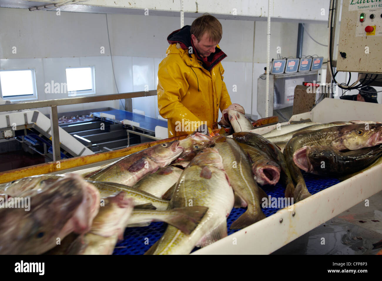 In einer Fischfabrik in Röst, Lofoten, Norwegen Stockfoto