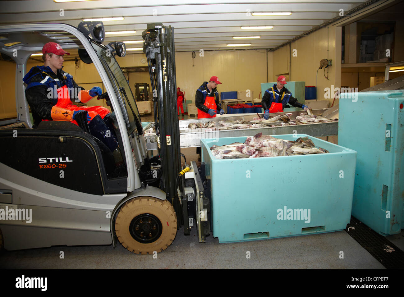 Drei Arbeiter in einer Fischfabrik in Röst. Norwegen ein LKW-Fahrer Stockfoto
