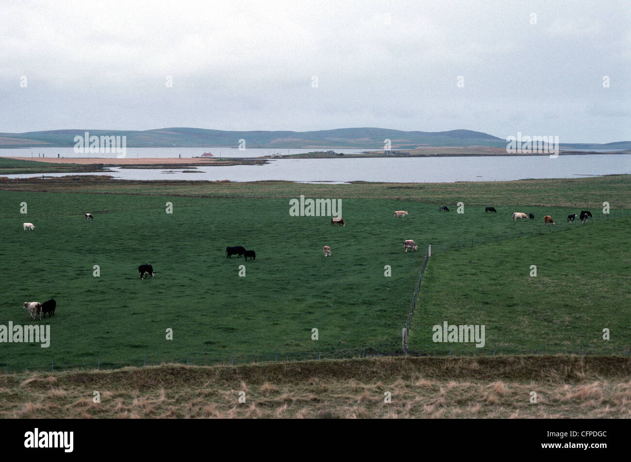 Kann - Orkney Stockfoto